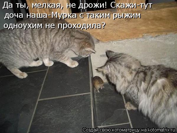 Котоматрица: Да ты, мелкая, не дрожи! Скажи-тут  доча наша-Мурка с таким рыжим одноухим не проходила?