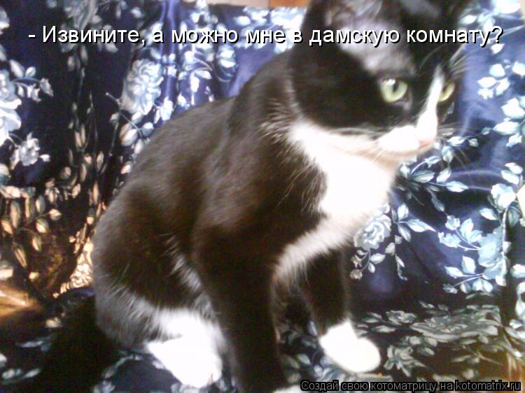 Котоматрица: - Извините, а можно мне в дамскую комнату?