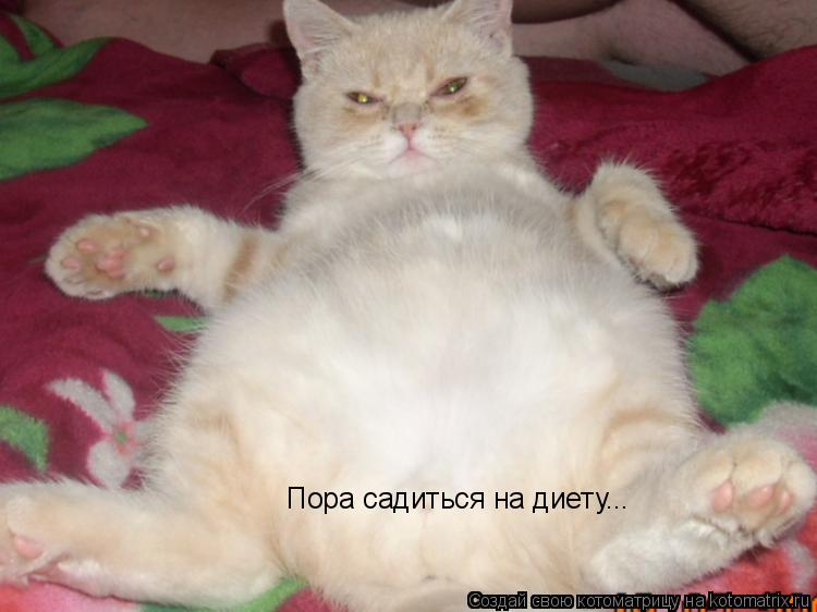 Котоматрица: Пора садиться на диету...