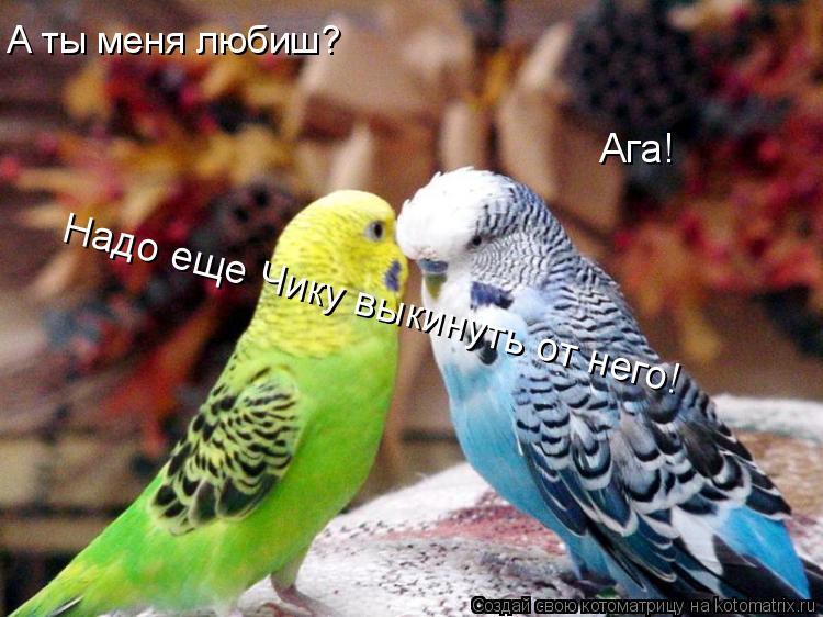 Котоматрица: А ты меня любиш? Ага! Надо еще Чику выкинуть от него!