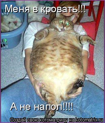 Котоматрица: Меня в кровать!!! А не напол!!!!