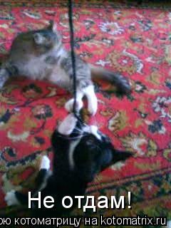 Котоматрица: Не отдам!