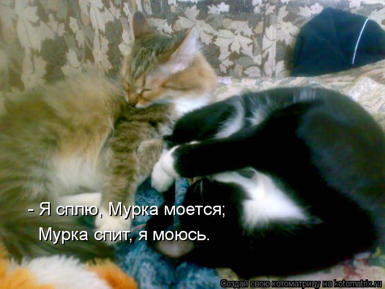 Котоматрица: - Я сплю, Мурка моется; Мурка спит, я моюсь.