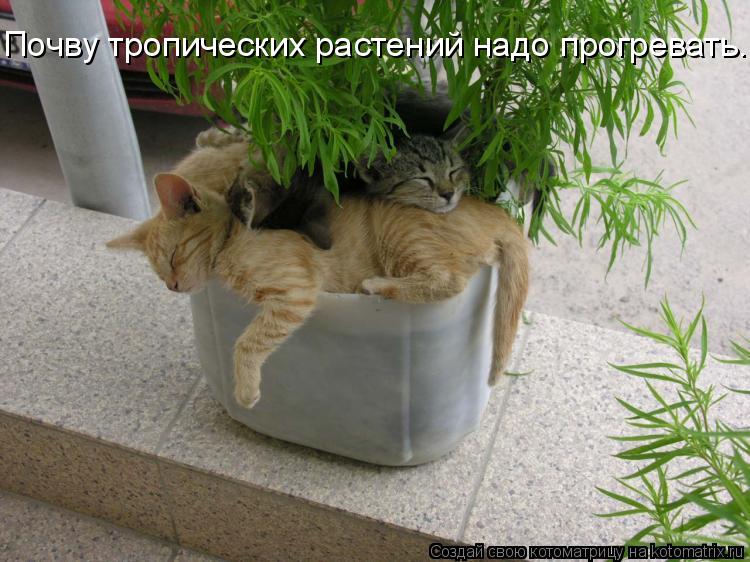 Котоматрица: Почву тропических растений надо прогревать.