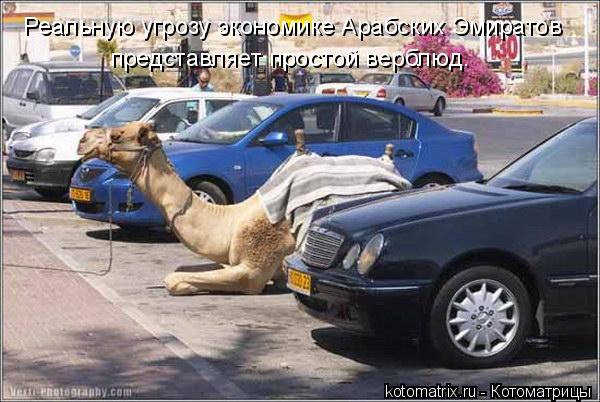 Реальную угрозу экономике Арабских Эмиратов представляет простой верблюд.... Котоматрица: Реальную угрозу экономике Арабских Эмиратов представляет простой верблюд.