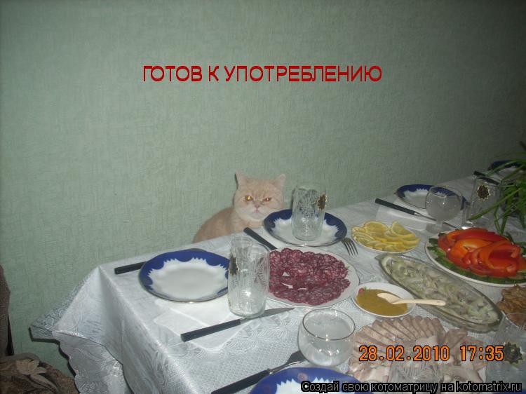 Котоматрица: ГОТОВ К УПОТРЕБЛЕНИЮ ГОТОВ К УПОТРЕБЛЕНИЮ
