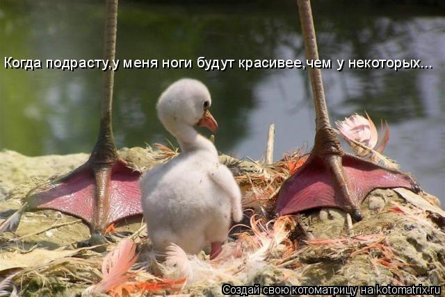 Котоматрица: Когда подрасту,у меня ноги будут красивее,чем у некоторых...