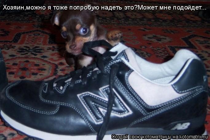 Котоматрица: Хозяин,можно я тоже попробую надеть это?Может мне подойдет...