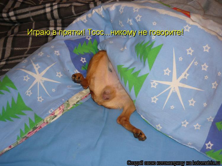 Котоматрица: Играю в прятки! Тссс...никому не говорите!