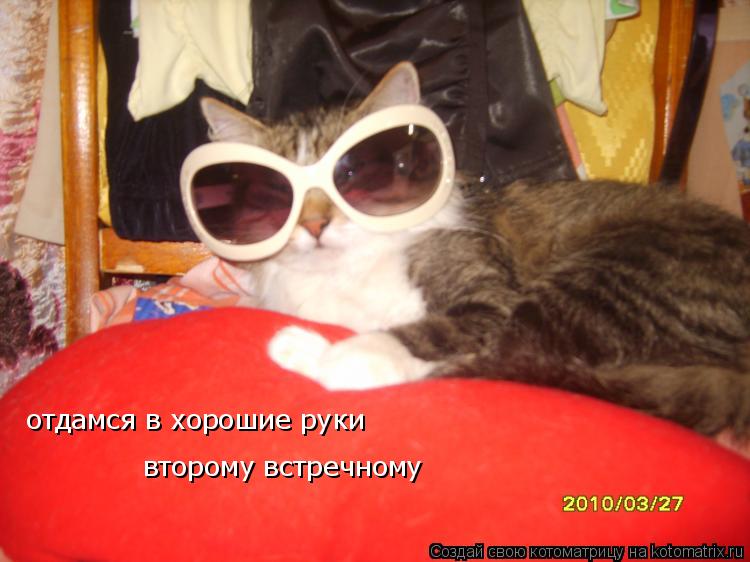 Котоматрица: отдамся в хорошие руки второму встречному