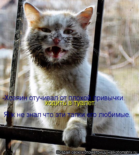 Котоматрица: -Хозяин отучивал от плохой привычки…  ходить в туалет…   Я ж не знал что эти тапки его любимые…