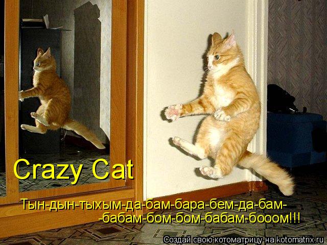 Котоматрица: Тын-дын-тыхым-да-бам-бара-бем-да-бам- -бабам-бом-бом-бабам-бооом!!! Crazy Cat