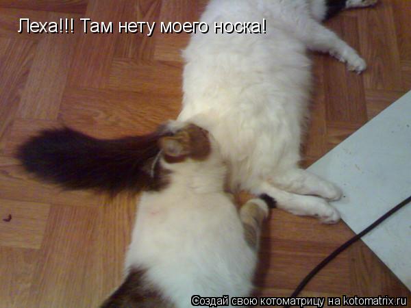 Котоматрица: Леха!!! Там нету моего носка!