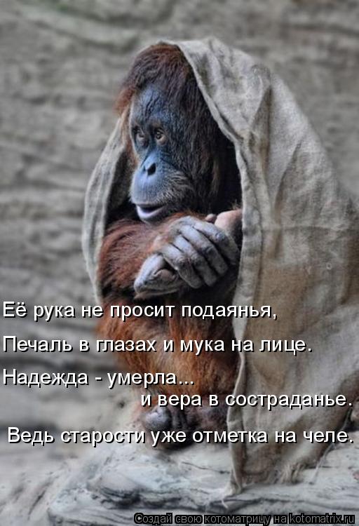 Котоматрица: Её рука не просит подаянья, Печаль в глазах и мука на лице. Надежда - умерла...  и вера в состраданье. Ведь старости уже отметка на челе.