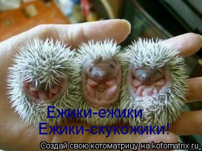 Котоматрица: Ежики-ежики Ежики-скукожики!