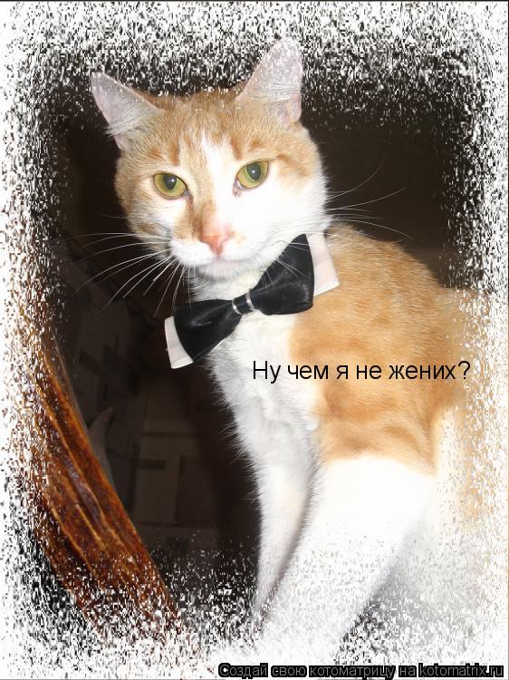 Котоматрица: Ну чем я не жених?