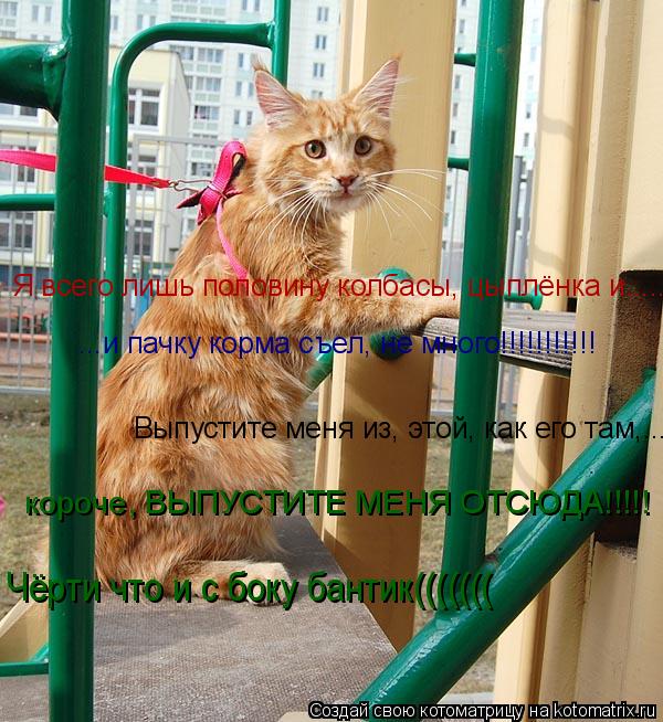Котоматрица: Я всего лишь половину колбасы, цыплёнка и........ ...и пачку корма съел, не много!!!!!!!!!!! Выпустите меня из, этой, как его там,......... короче, ВЫ