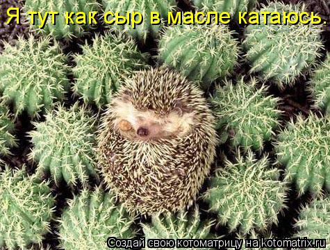 Котоматрица: Я тут как сыр в масле катаюсь.