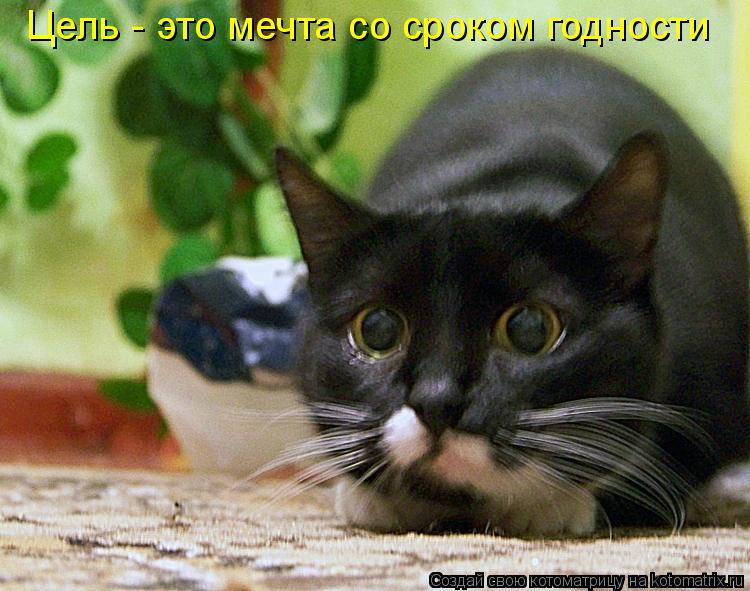 Котоматрица: Цель - это мечта со сроком годности