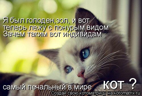 Котоматрица: Я был голоден,зол, и вот теперь лежу с понурым видом Зачем таким вот индивидам самый печальный в мире  кот ?