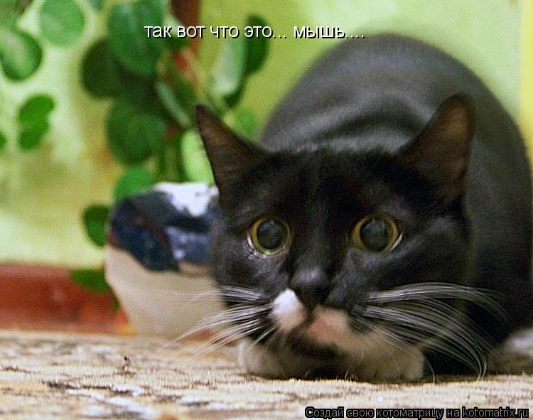 Котоматрица: так вот что это... мышь....