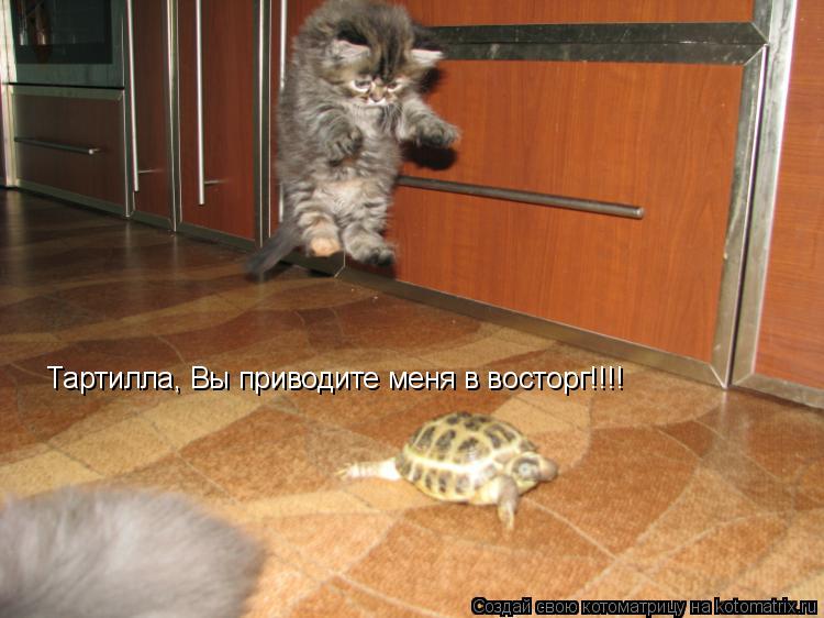 Котоматрица: Тартилла, Вы приводите меня в восторг!!!!