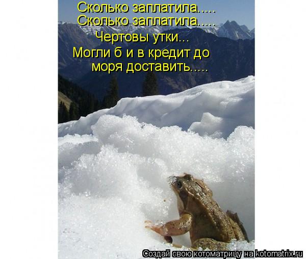 Котоматрица: Сколько заплатила..... Сколько заплатила..... Чертовы утки….. Могли б и в кредит до  моря доставить.....