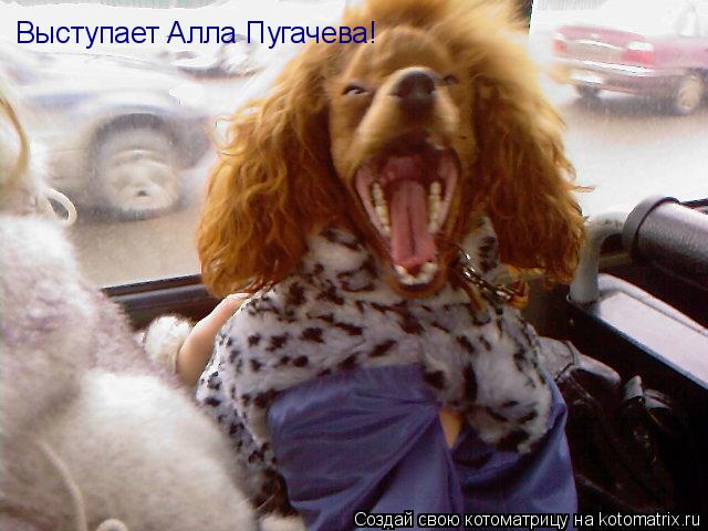 Котоматрица: Выступает Алла Пугачева!