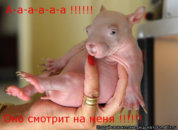 Котоматрица: А-а-а-а-а-а !!!!!! Оно смотрит на меня !!!!!!