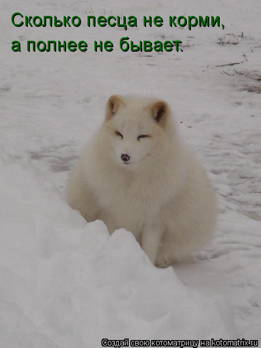 Сколько песца не корми, а полнее не бывает.... Котоматрица: Сколько песца не корми, а полнее не бывает.