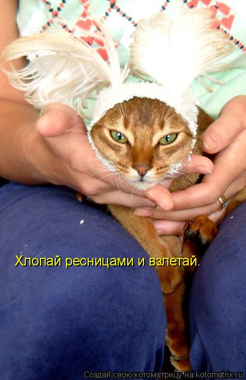Котоматрица: Хлопай ресницами и взлетай.