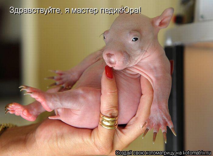 Здравствуйте, я мастер педикЮра!... Котоматрица: Здравствуйте, я мастер педикЮра!