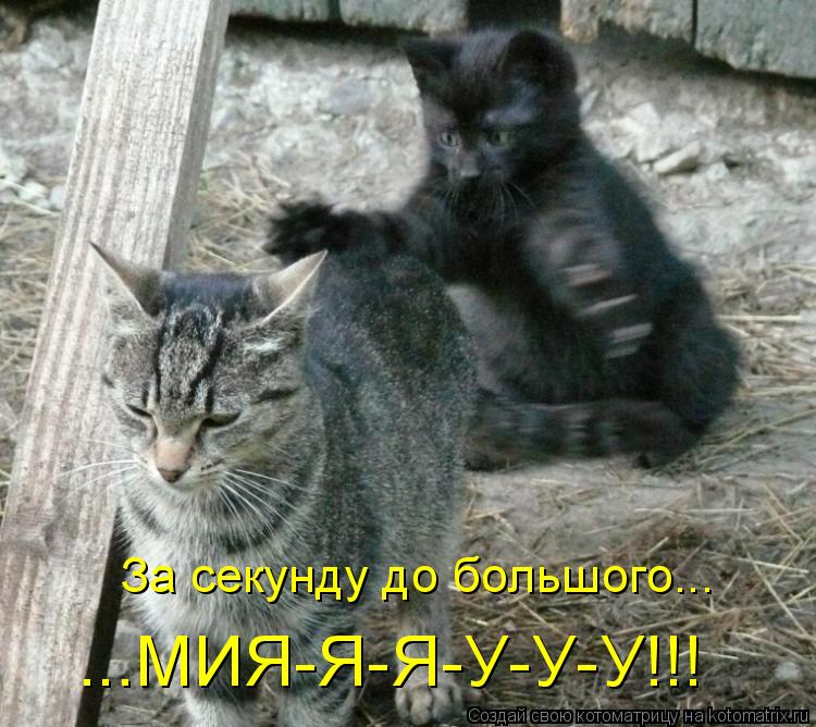 За секунду до большого... ...МИЯ-Я-Я-У-У-У!!!... Котоматрица: За секунду до большого... ...МИЯ-Я-Я-У-У-У!!!