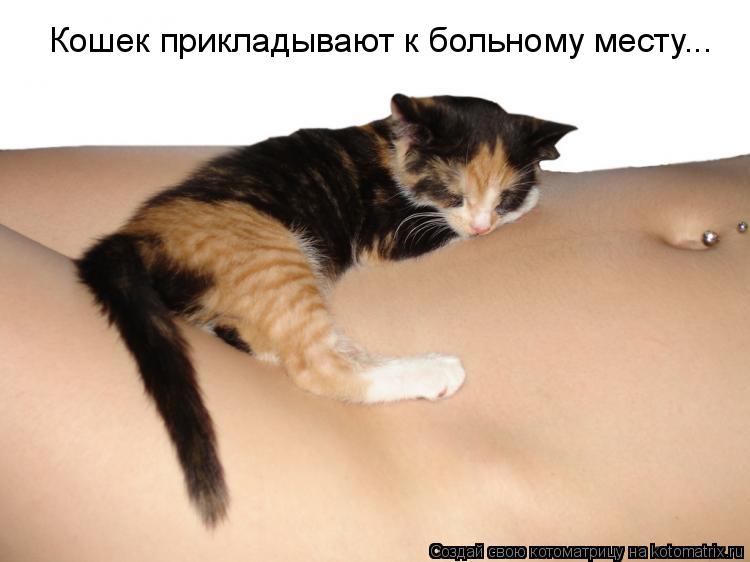 Котоматрица: Кошек прикладывают к больному месту...