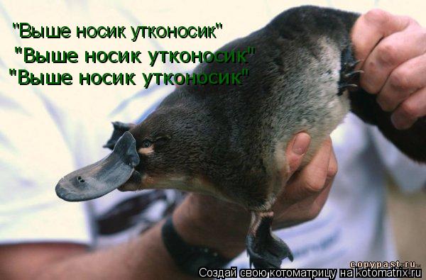 Котоматрица: "Выше носик утконосик" "Выше носик утконосик" "Выше носик утконосик"