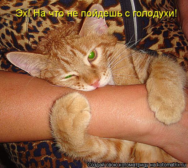 Котоматрица: Эх! На что не пойдешь с голодухи!