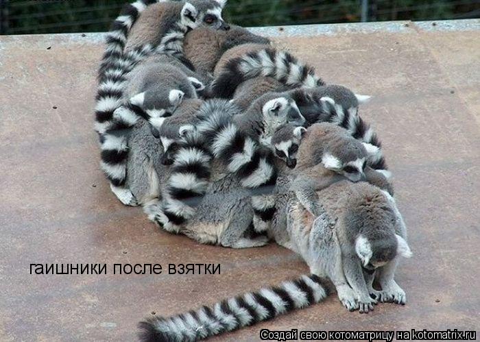 Котоматрица: гаишники после взятки