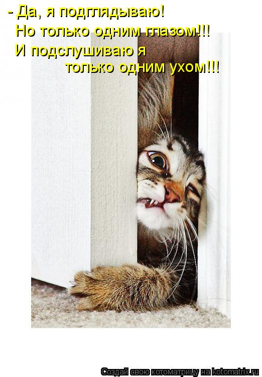 Котоматрица: - Да, я подглядываю!  Но только одним глазом!!! И подслушиваю я только одним ухом!!!