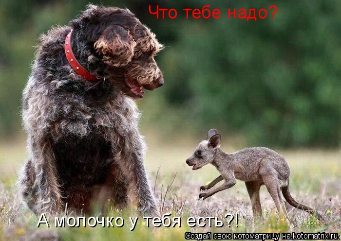 Что тебе надо? А молочко у тебя есть?!... Котоматрица: Что тебе надо? А молочко у тебя есть?!
