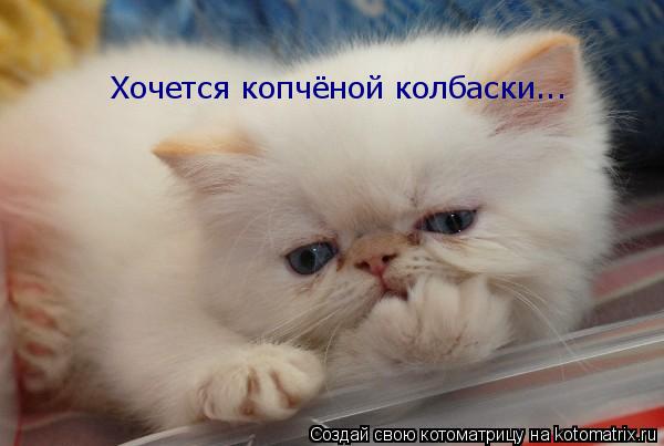 Хочется копчёной колбаски...... Котоматрица: Хочется копчёной колбаски...