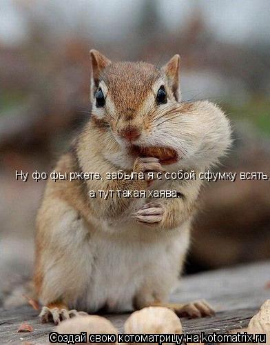 Ну фо фы ржете, забыла я с собой сфумку всять, а тут такая хаява.... Котоматрица: Ну фо фы ржете, забыла я с собой сфумку всять, а тут такая хаява.