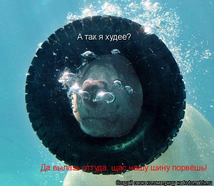 А так я худее? Да вылазь оттуда, щас нашу шину порвёшь!... Котоматрица: А так я худее? Да вылазь оттуда, щас нашу шину порвёшь!