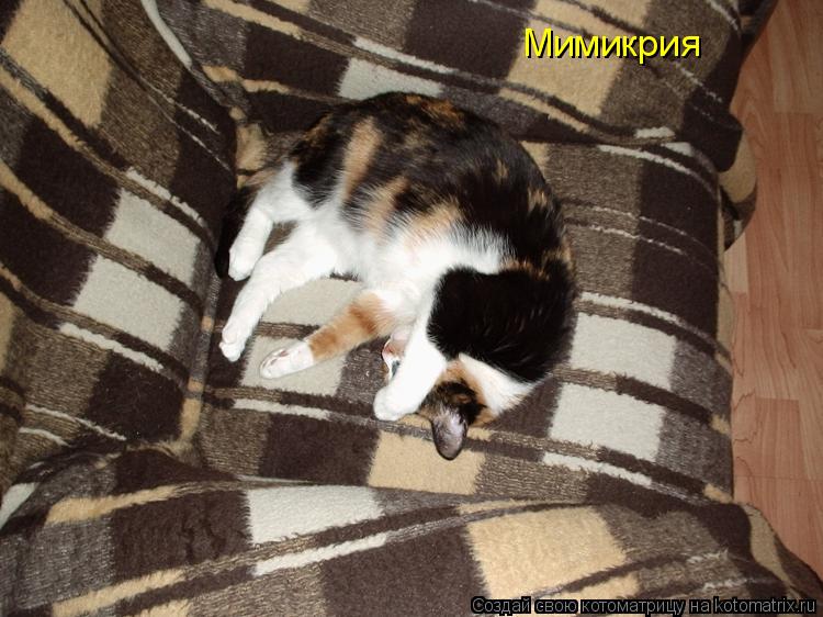 Мимикрия... Котоматрица: Мимикрия