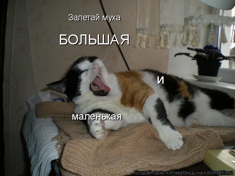 Котоматрица: Залетай муха БОЛЬШАЯ и маленькая