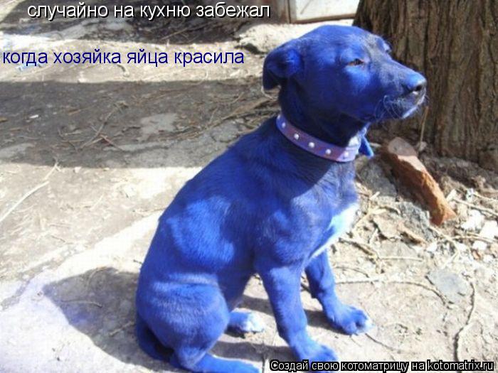 Котоматрица: случайно на кухню забежал когда хозяйка яйца красила