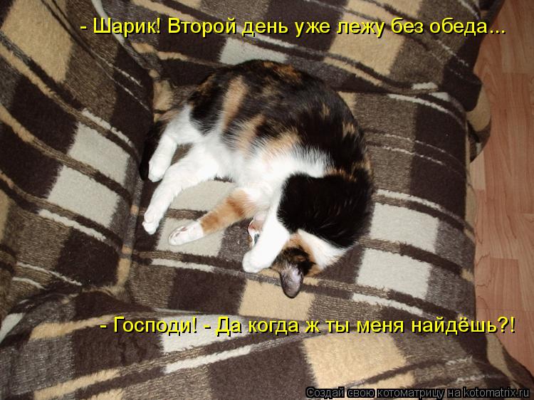 Котоматрица: - Шарик! Второй день уже лежу без обеда... - Господи! - Да когда ж ты меня найдёшь?!