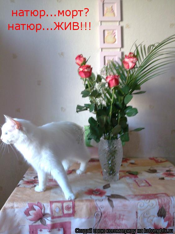 Котоматрица: натюр...морт? натюр...ЖИВ!!!