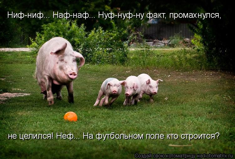 Котоматрица: Ниф-ниф... Наф-наф... Нуф-нуф-ну факт, промахнулся,  не целился! Неф... На футбольном поле кто строится?