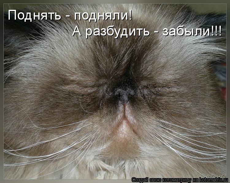 Котоматрица: Поднять - подняли! А разбудить - забыли!!!