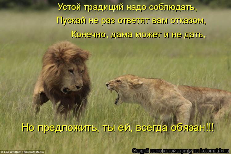 Котоматрица: Устой традиций надо соблюдать, Пускай не раз ответят вам отказом, Конечно, дама может и не дать, Но предложить, ты ей, всегда обязан!!!